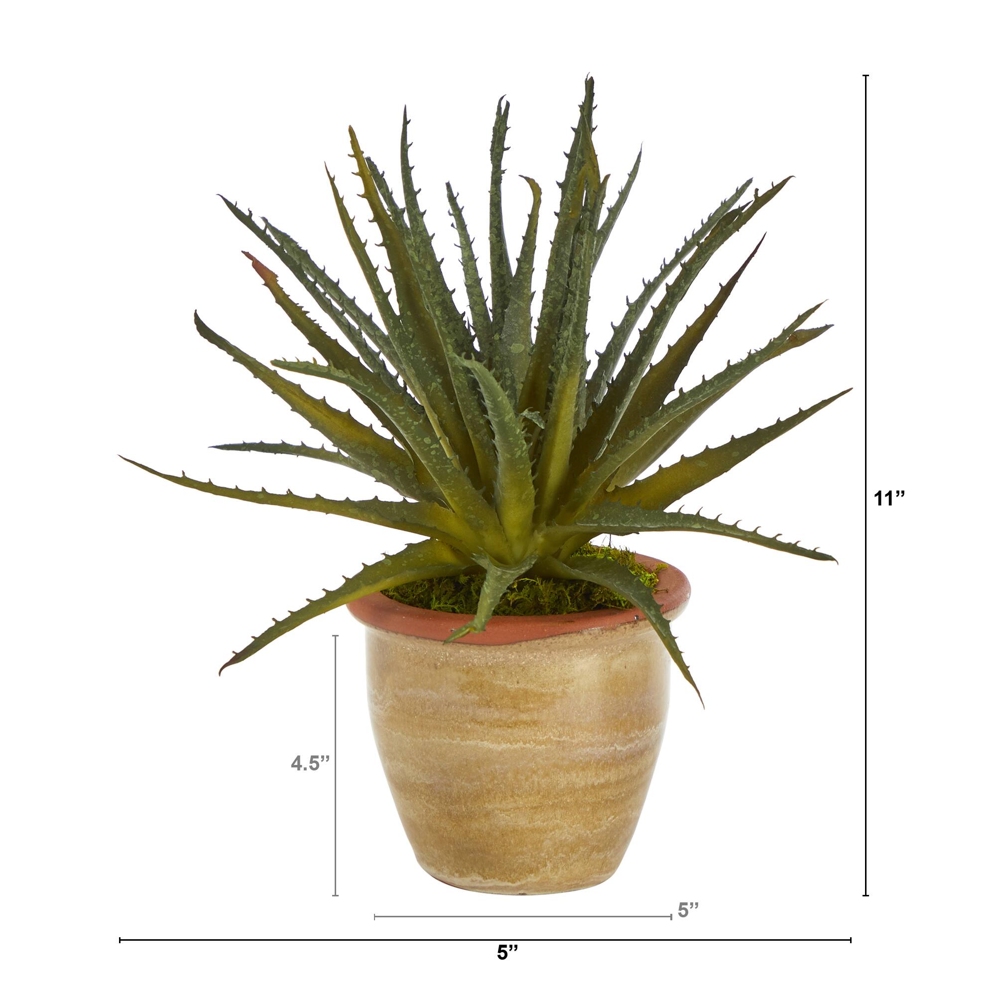 11" Aloe Plant in Ceramic Planter